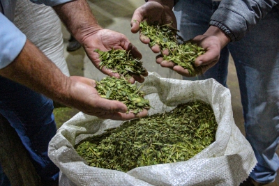 Regional de Irati é a terceira que mais produz erva-mate no Paraná